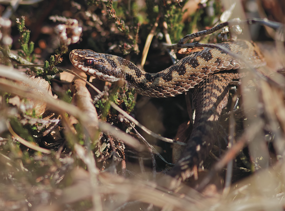 Vipera berus 2011 die zweite