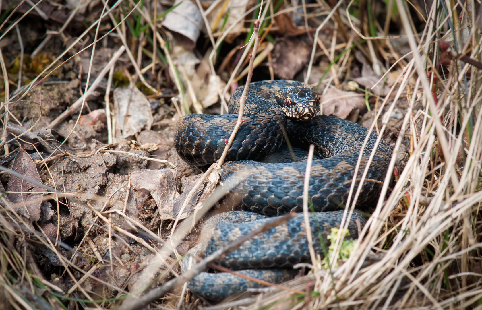 Vipera berus