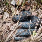 Vipera berus