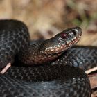 Vipera berus