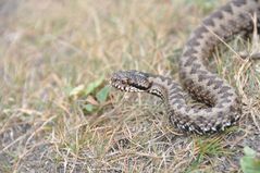 Vipera berus