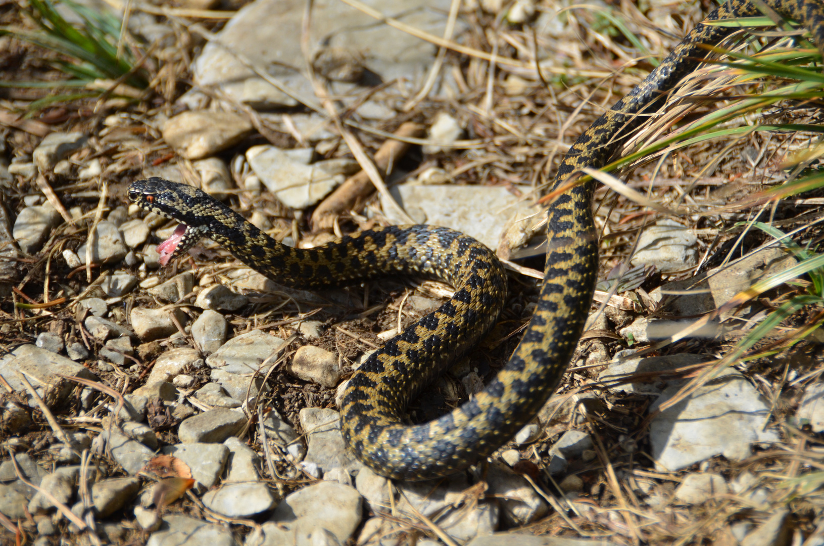 Vipera berus 