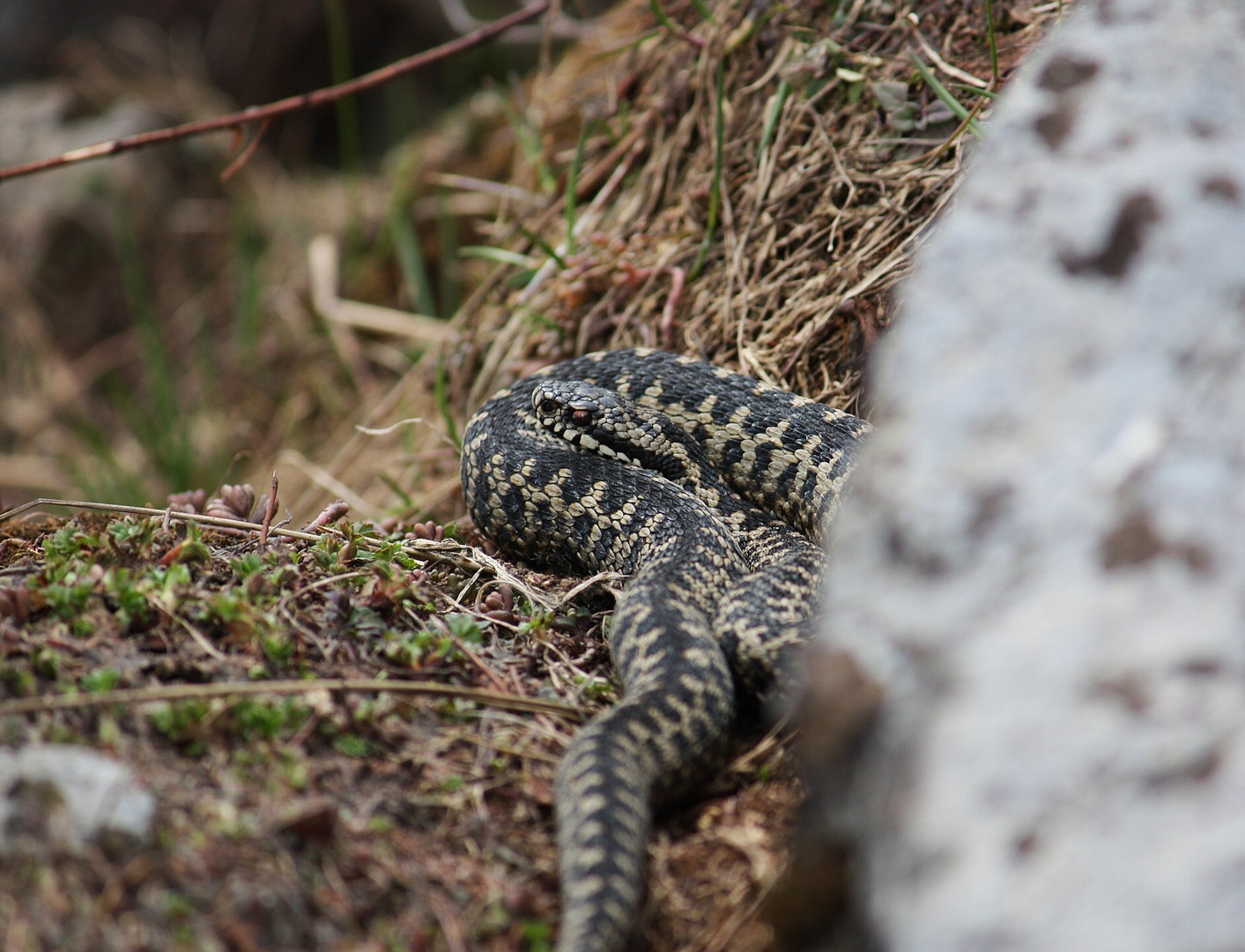 ( Vipera berus )