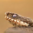 Vipera berus