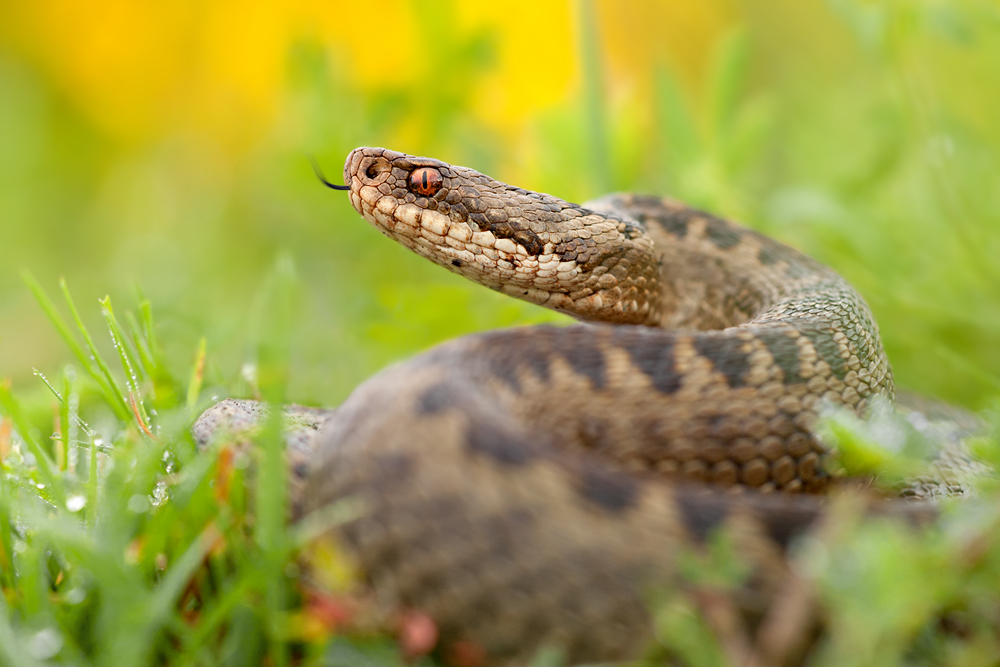 Vipera berus