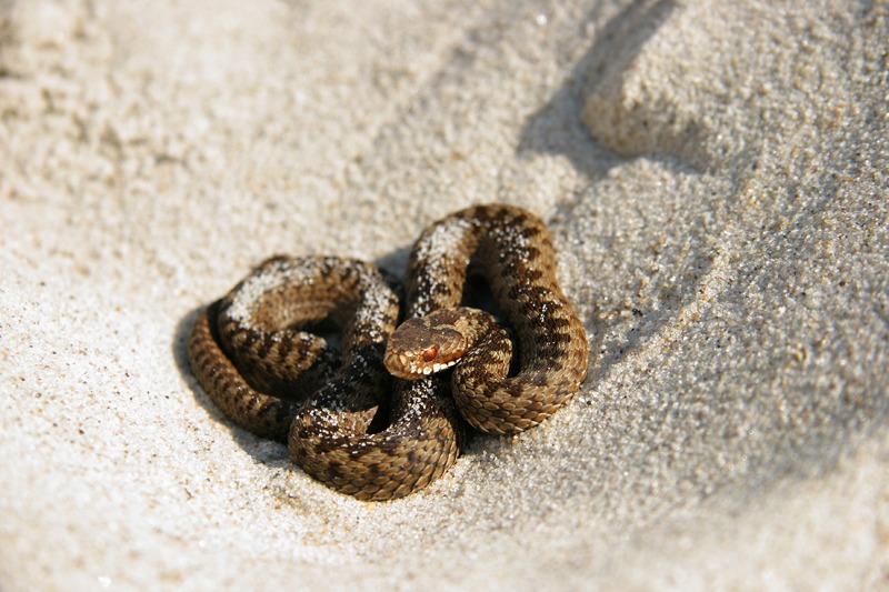 Vipera berus