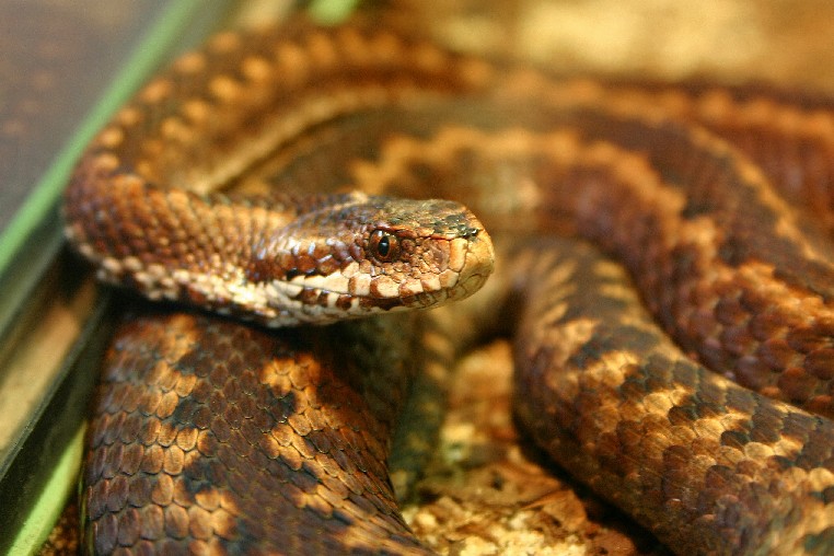 Vipera berus