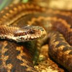 Vipera berus