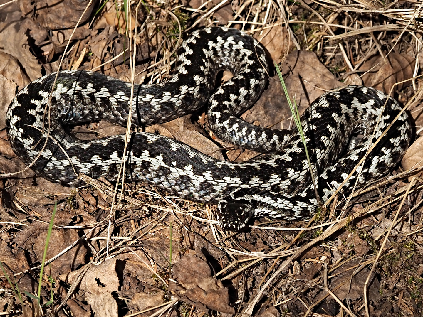 vipera berus 5