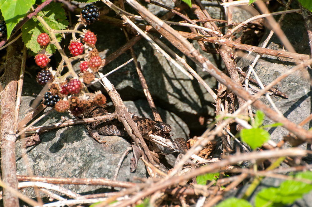 Vipera berus