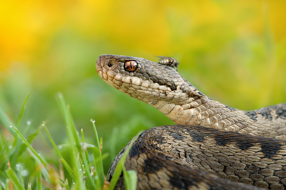 Vipera berus