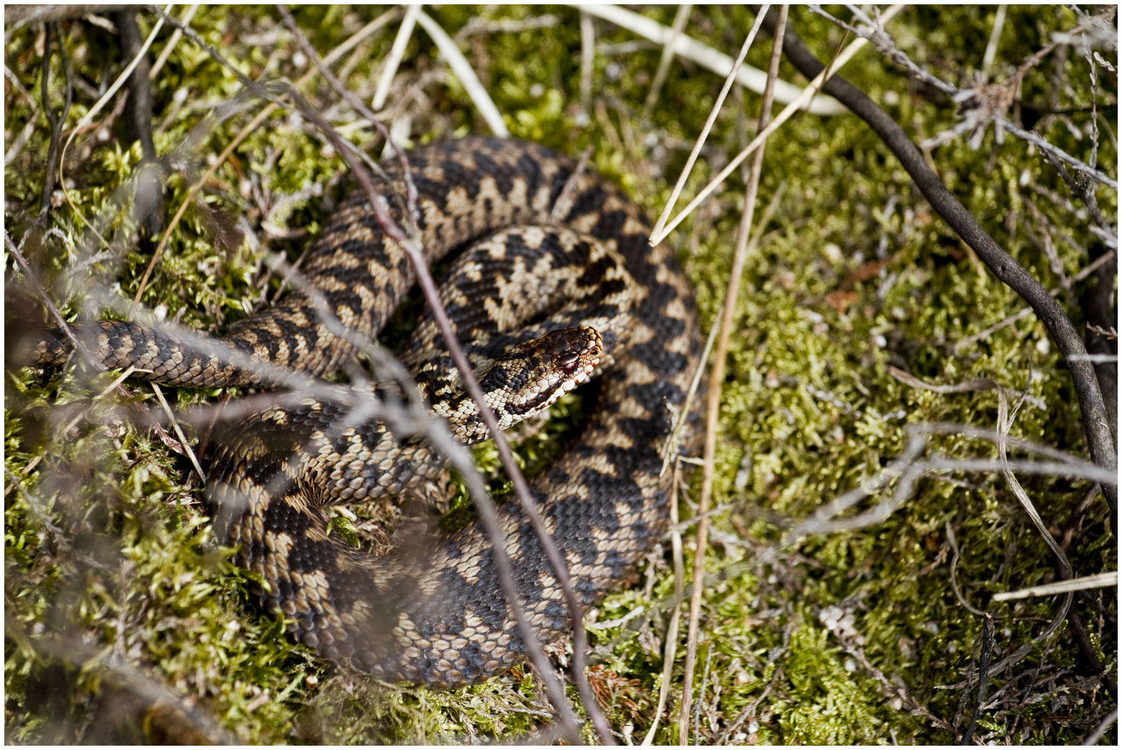 Vipera berus