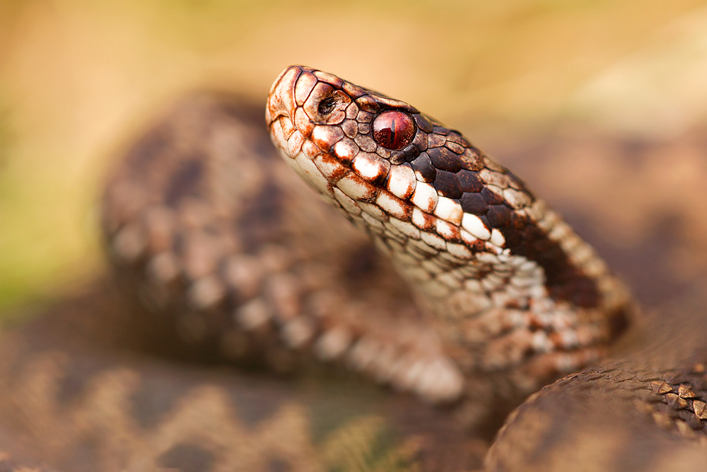 ~ vipera berus ~