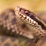 ~ vipera berus ~