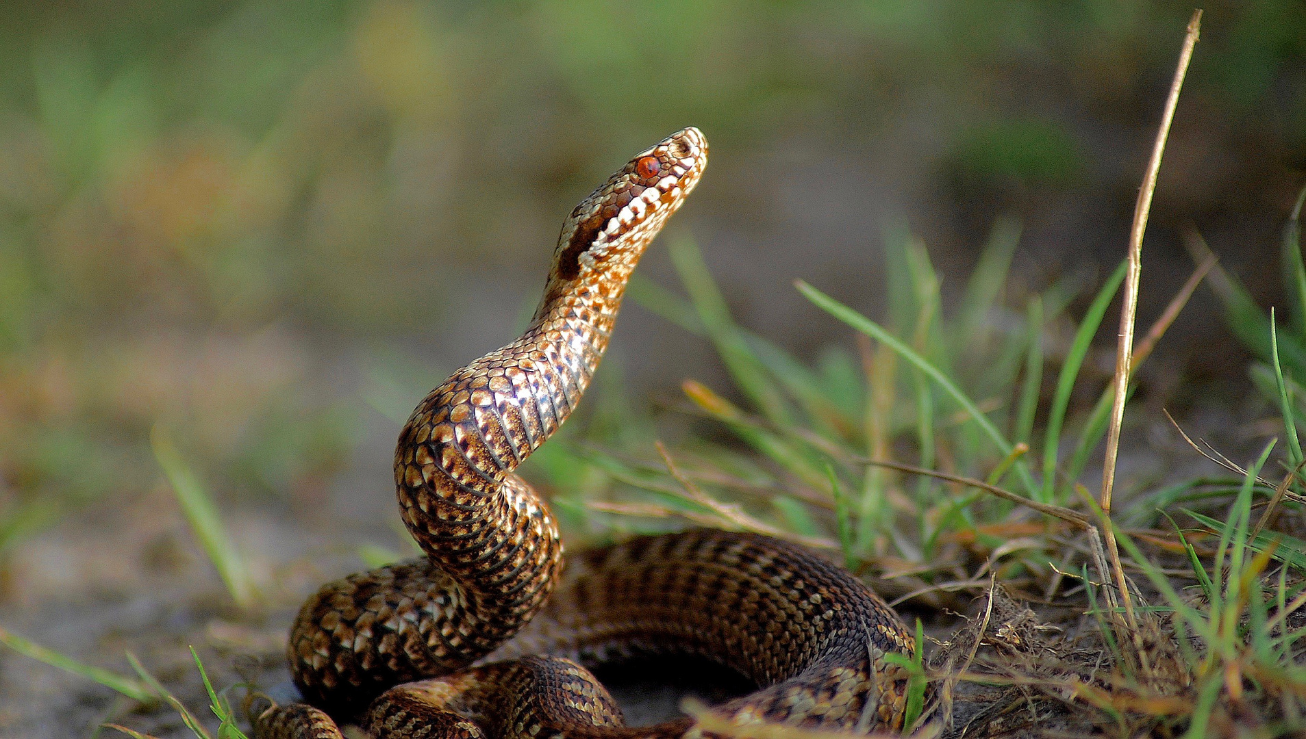 Vipera Berus