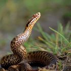 Vipera Berus