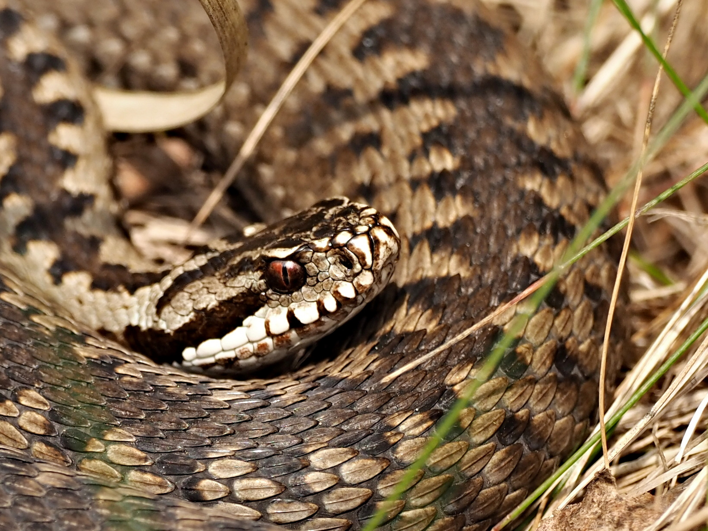 vipera berus 8