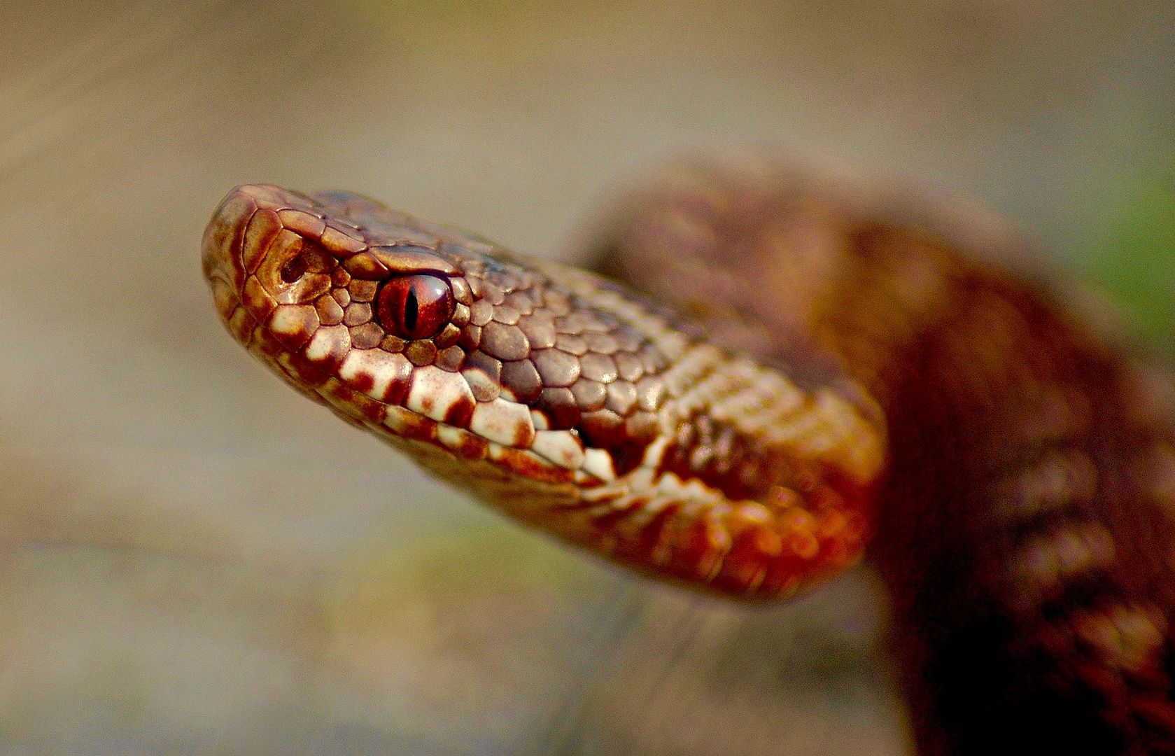 Vipera Berus