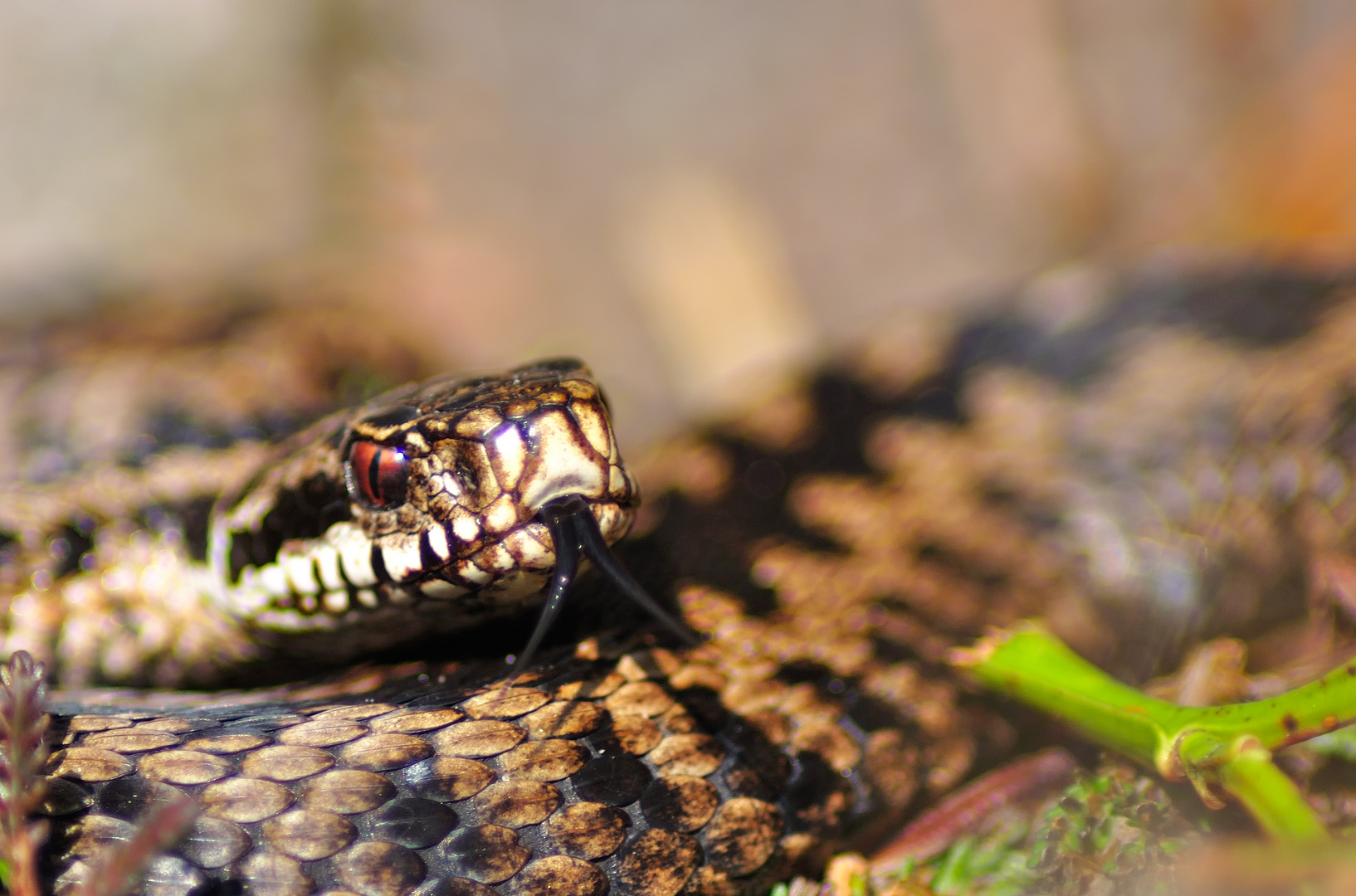 Vipera berus