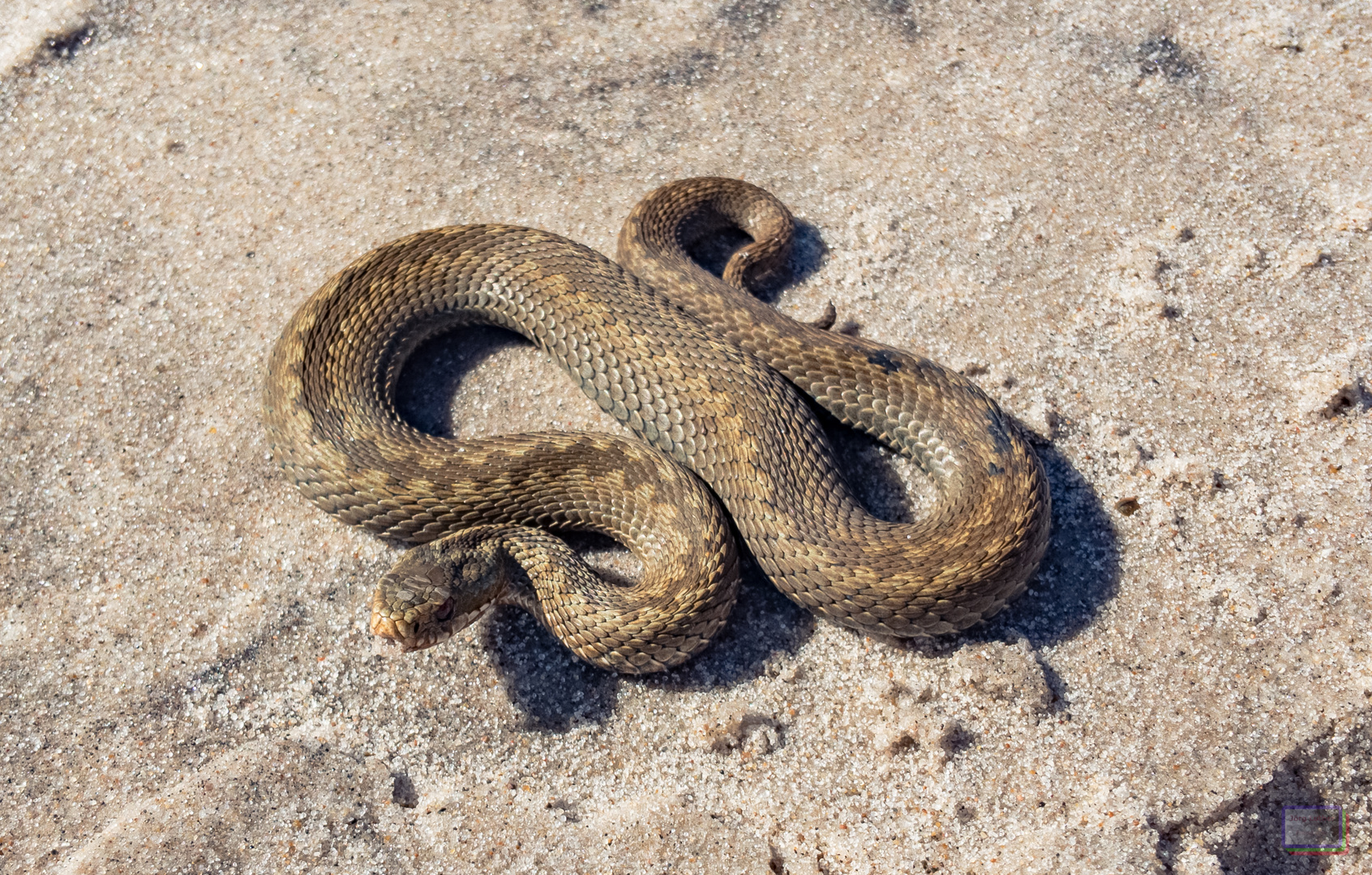 Vipera berus