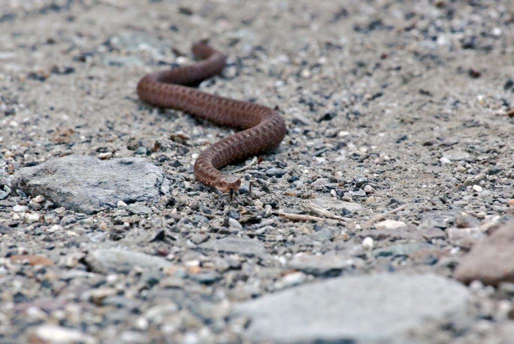 Vipera berus