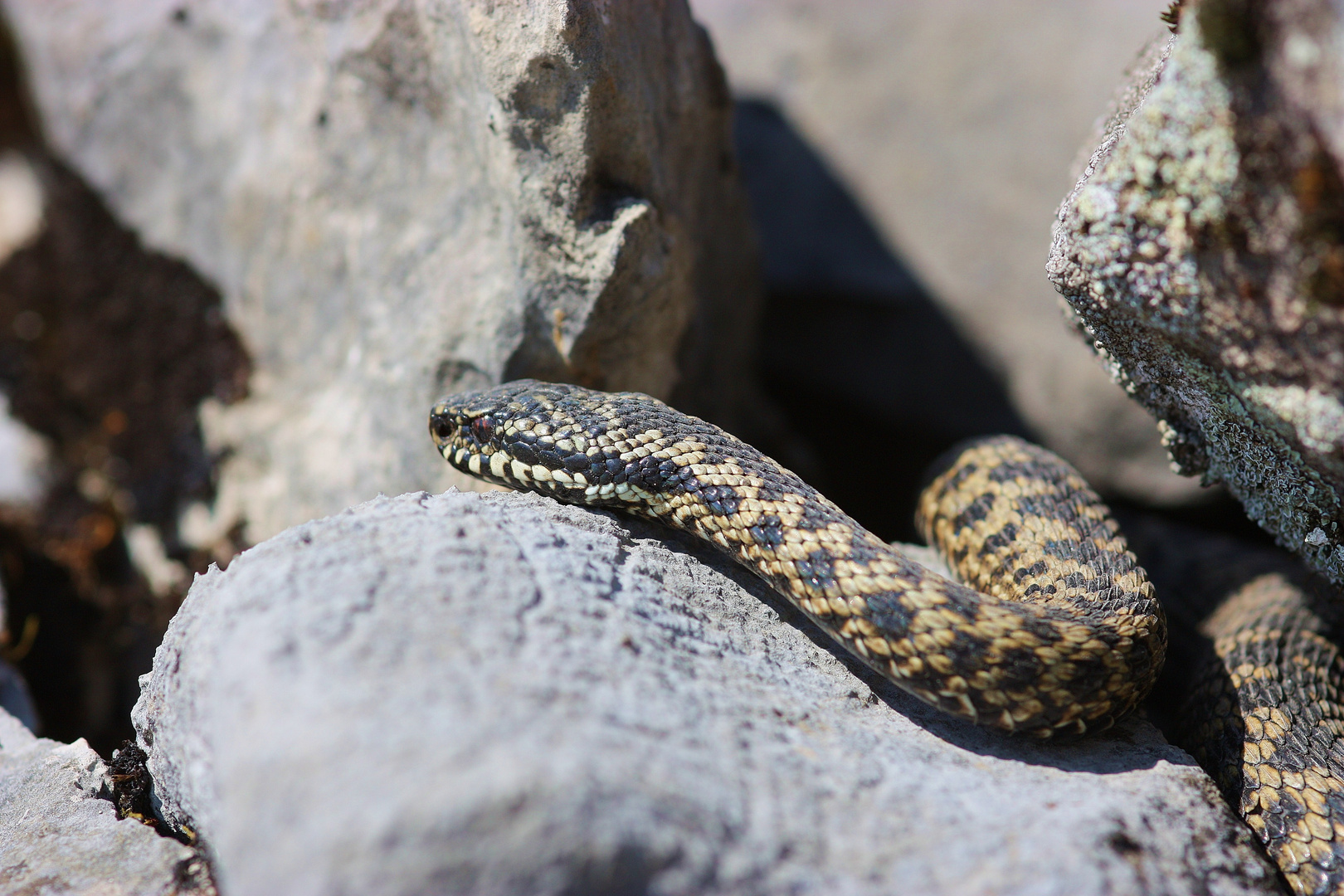 Vipera berus