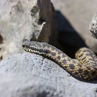 Vipera berus