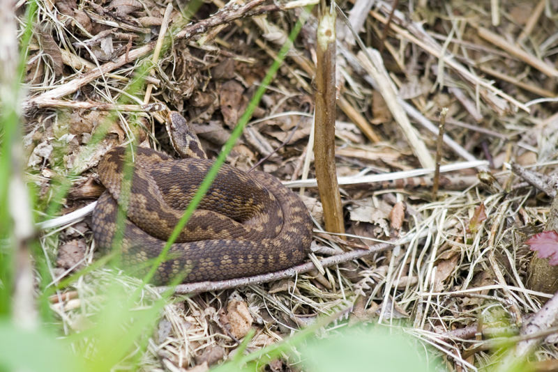 Vipera Berus