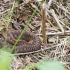 Vipera Berus