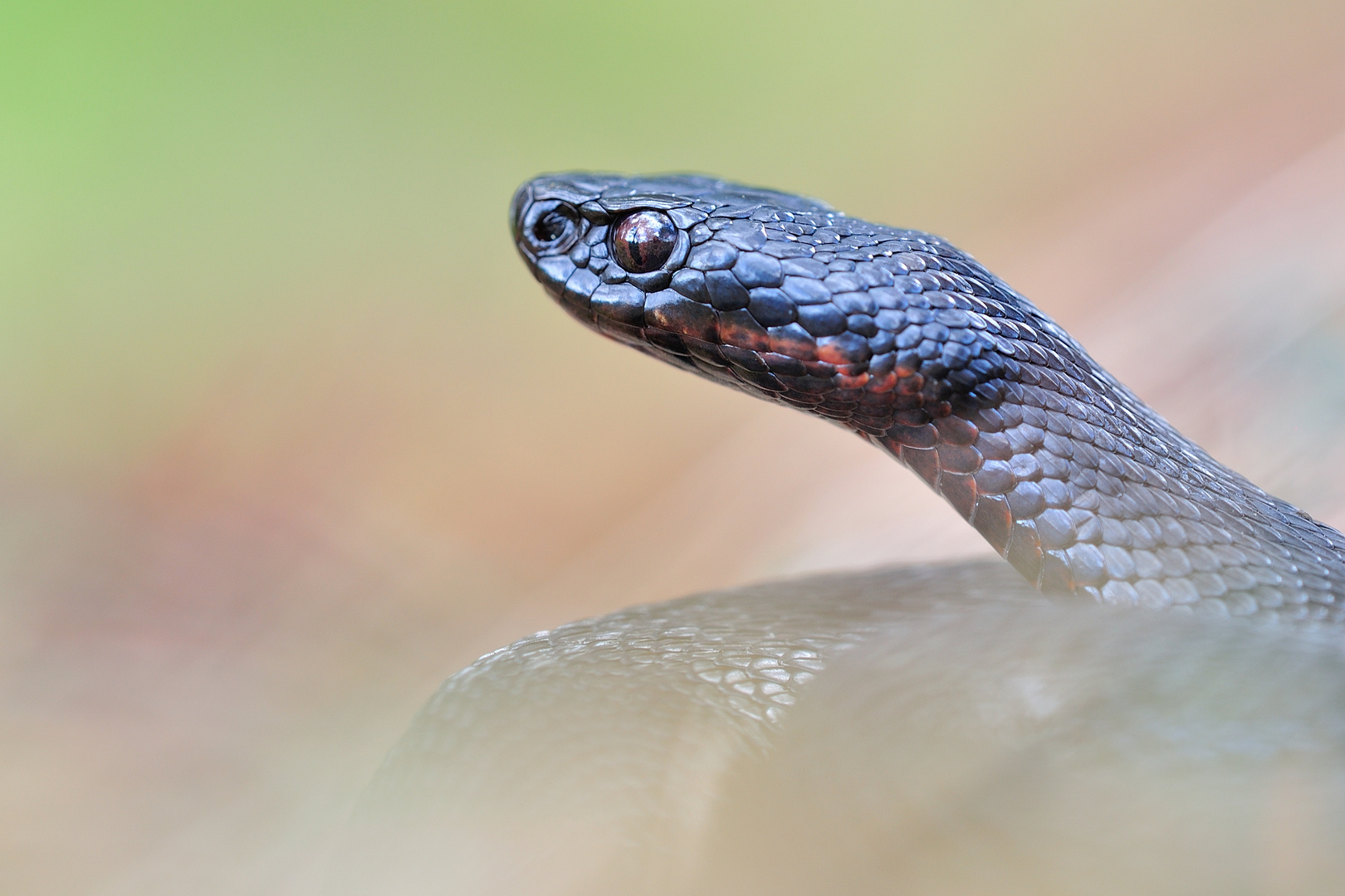 Vipera Berus