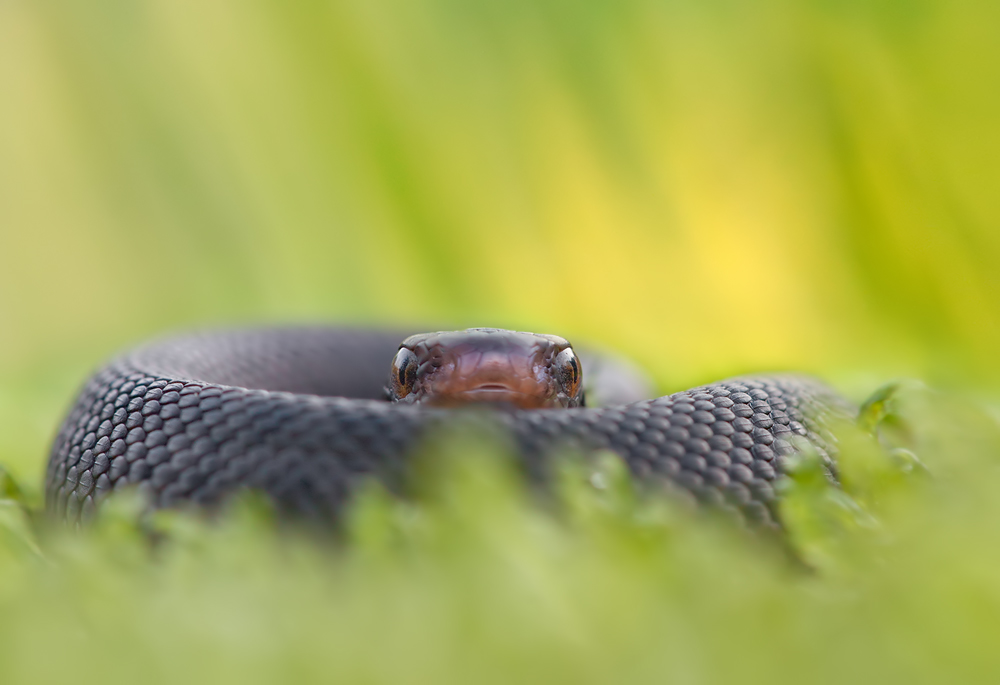 Vipera berus