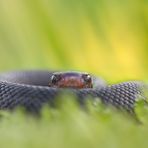 Vipera berus