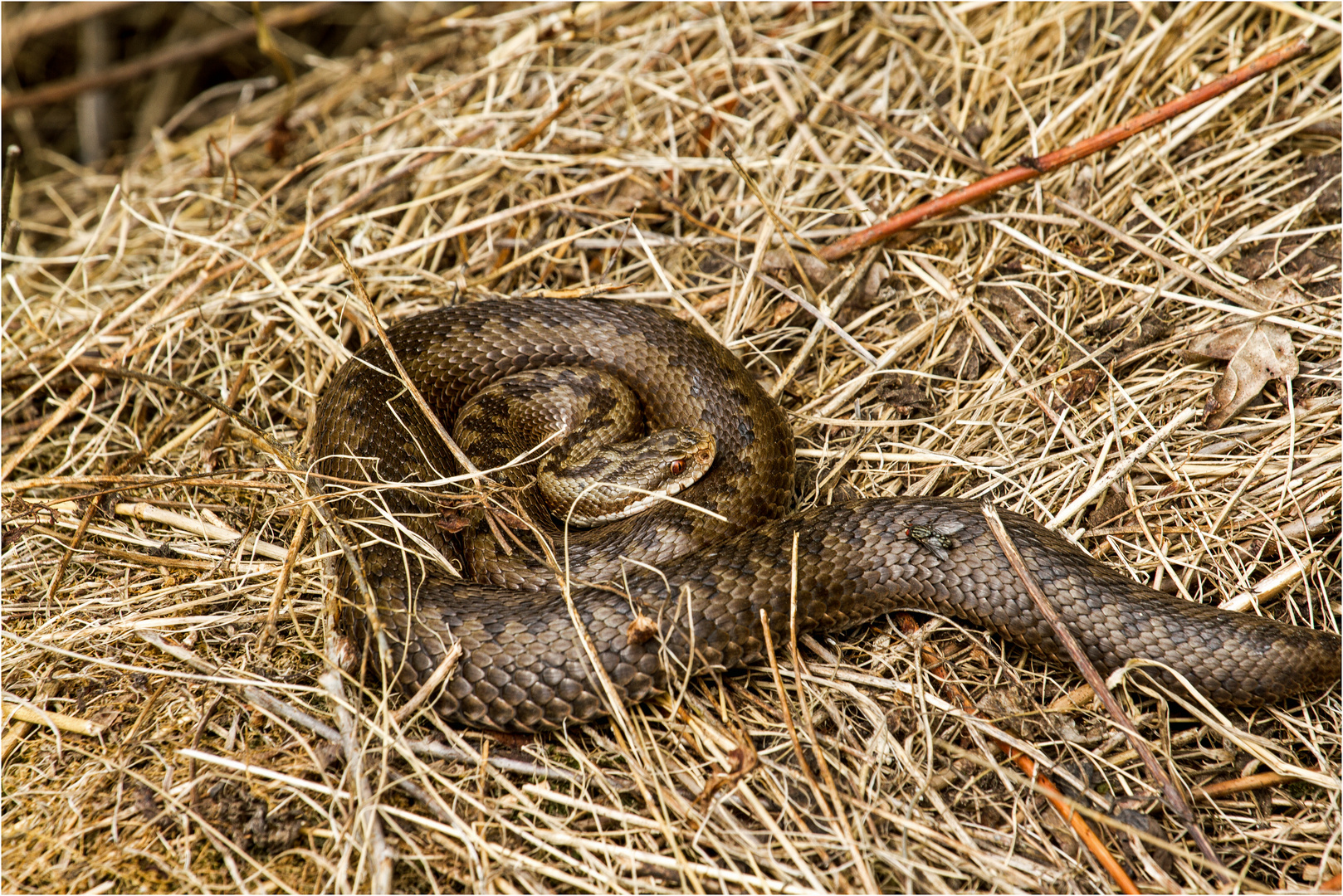 Vipera berus