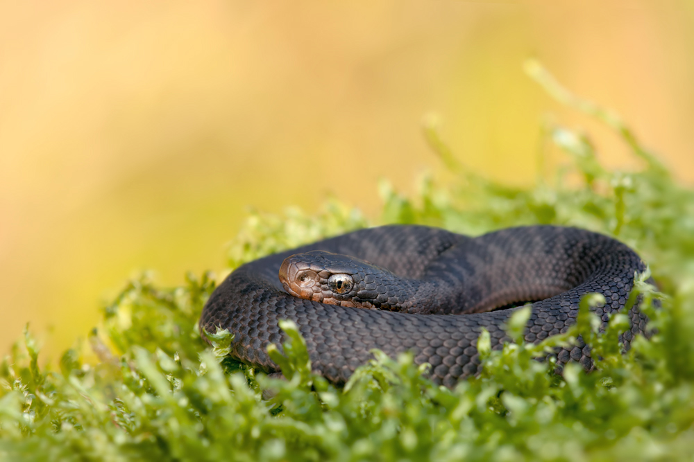 Vipera berus