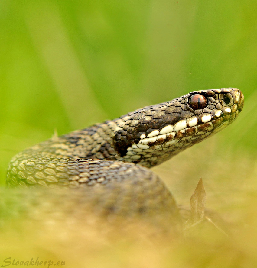 Vipera berus