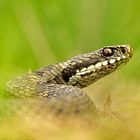 Vipera berus