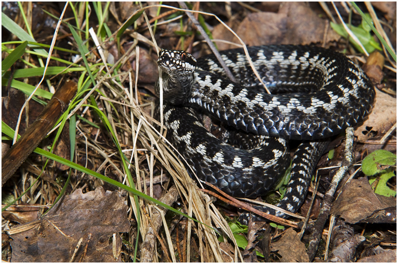 Vipera berus