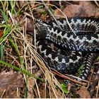 Vipera berus