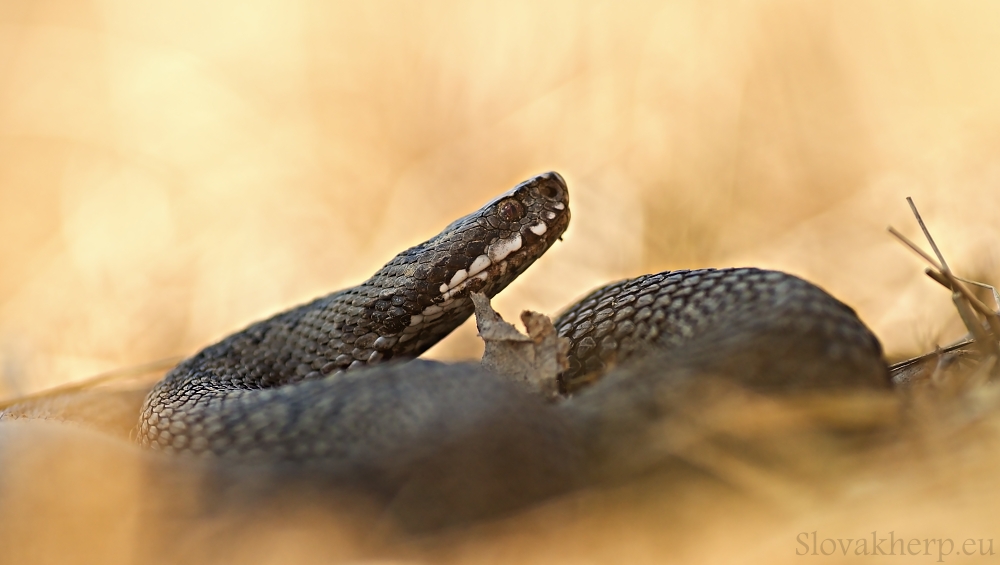 Vipera berus