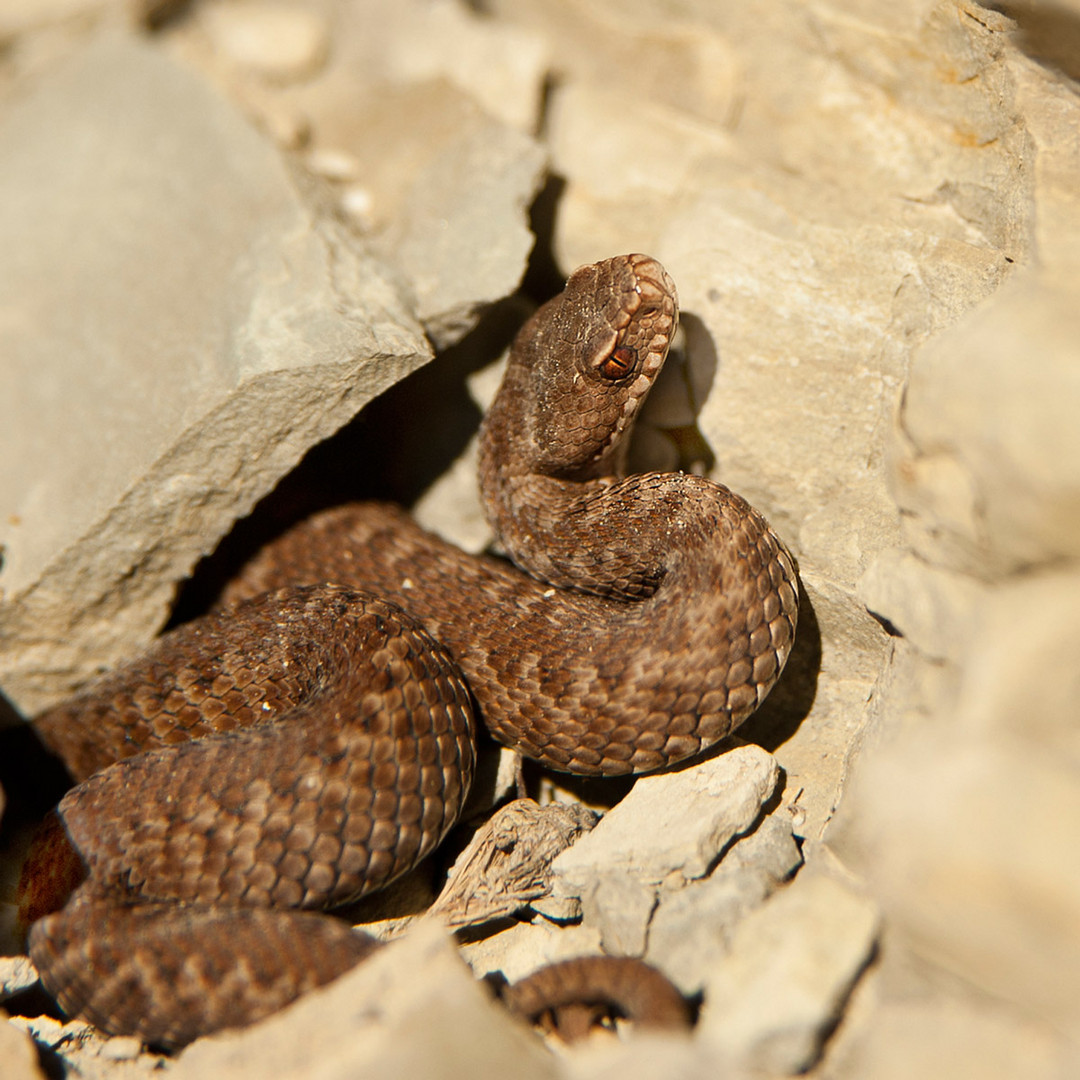 Vipera berus