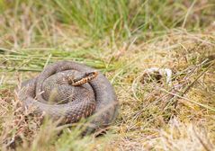 Vipera berus