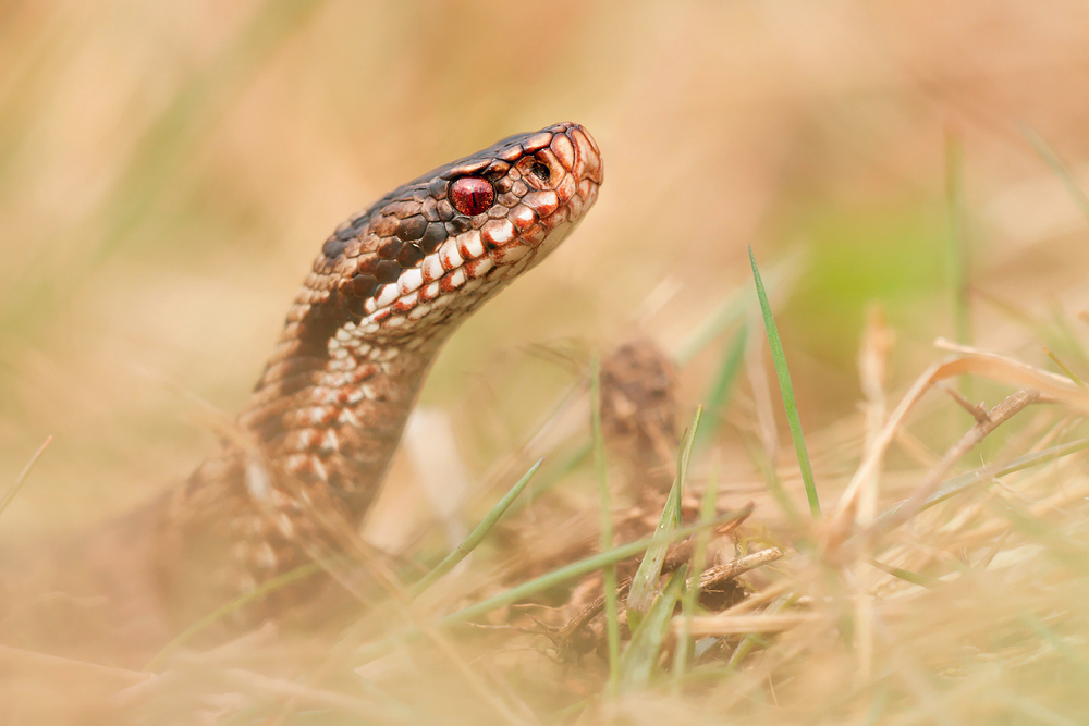 ~ vipera berus ~