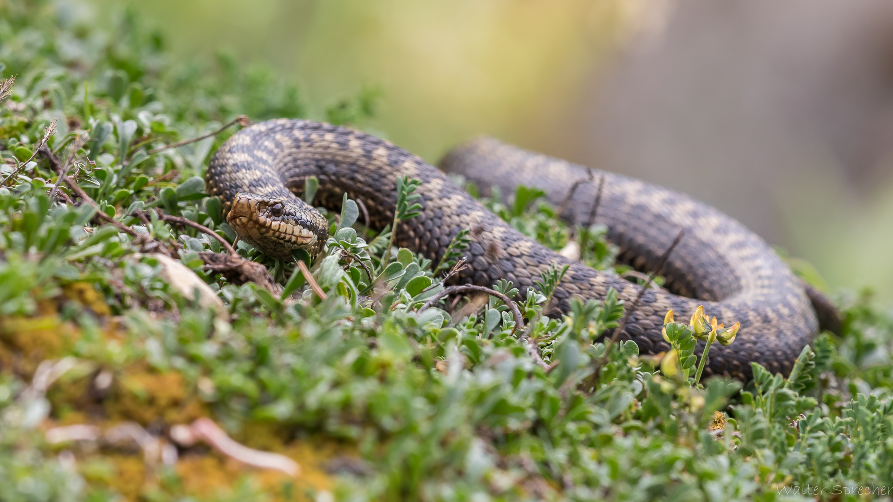 Vipera berus