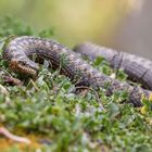 Vipera berus