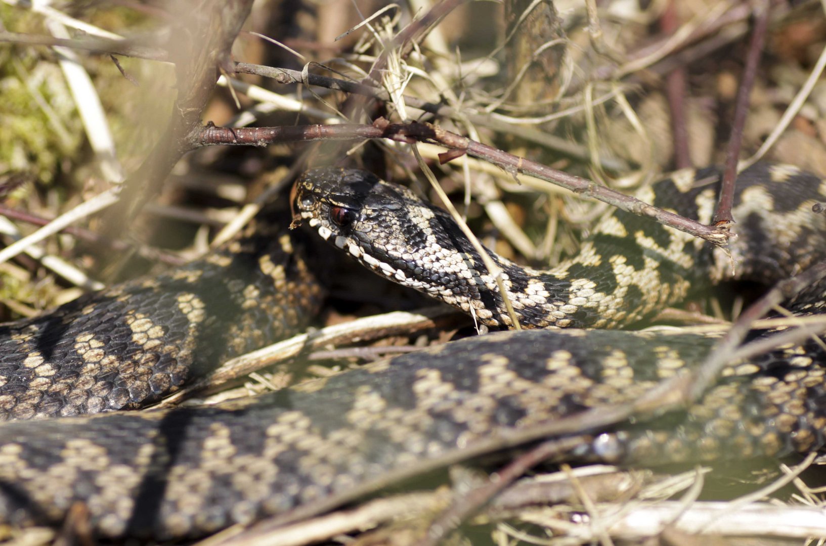 vipera berus