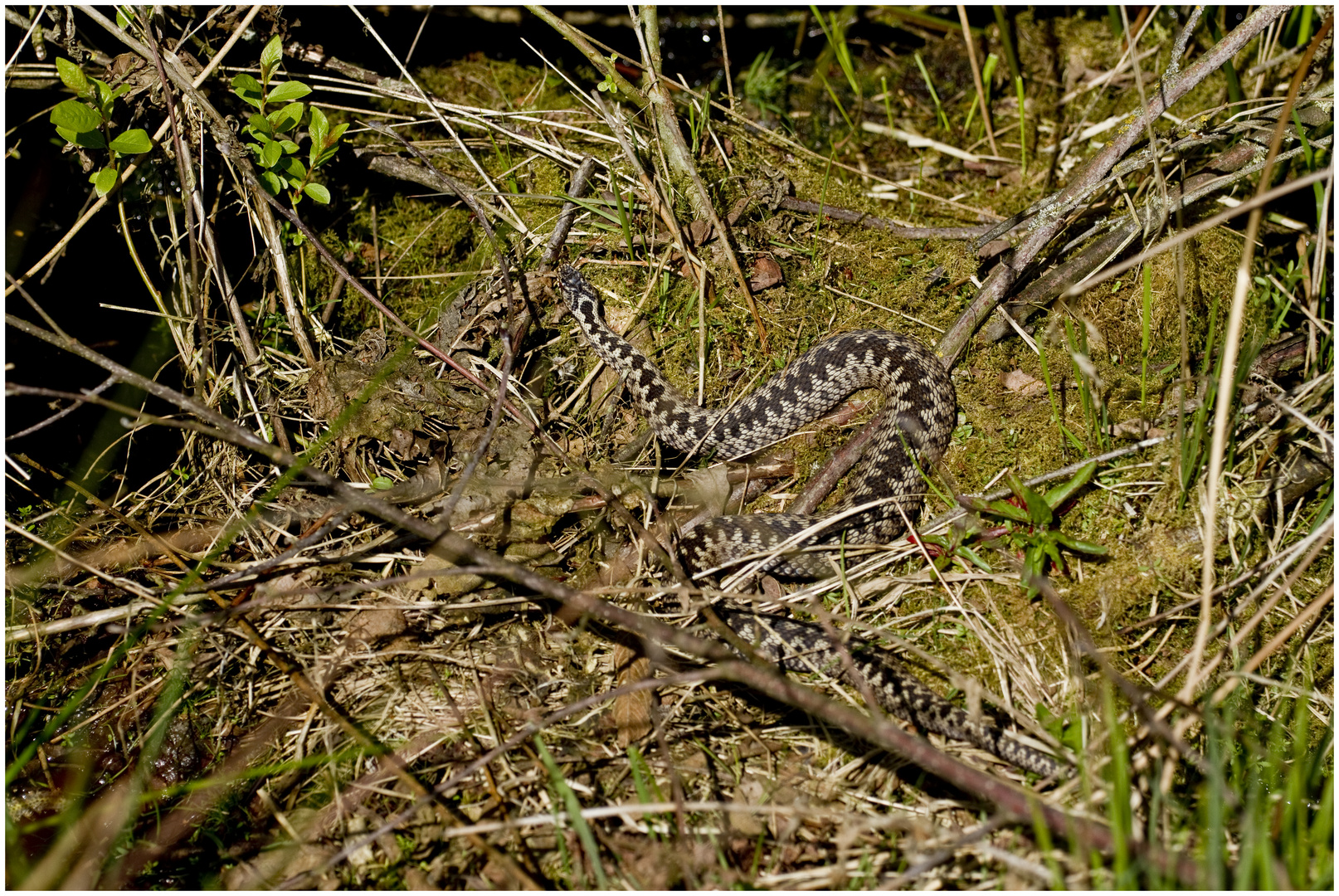 Vipera berus