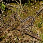 Vipera berus