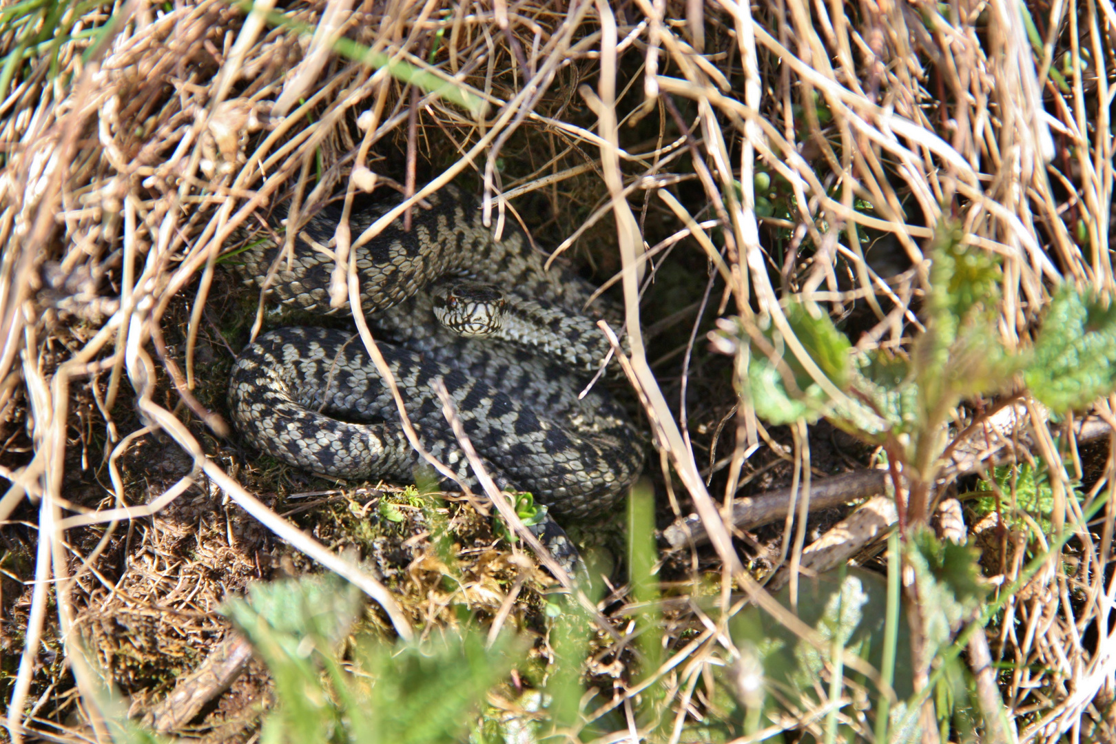 Vipera berus