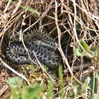 Vipera berus