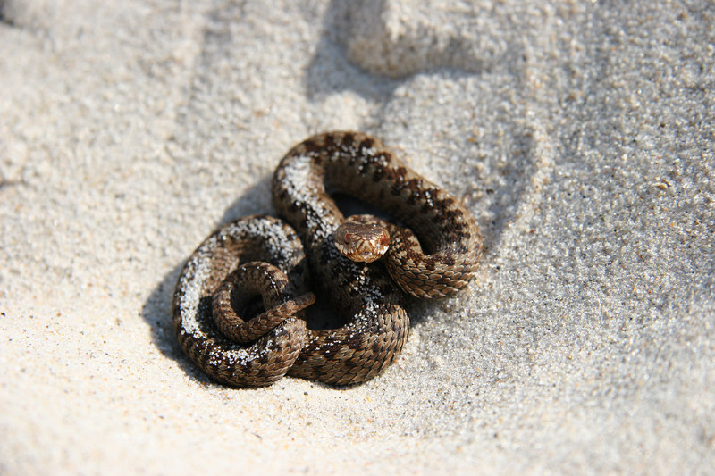 Vipera berus II